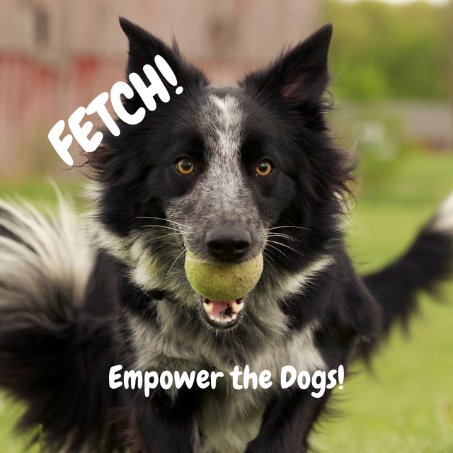 Fetch best sale dog breed